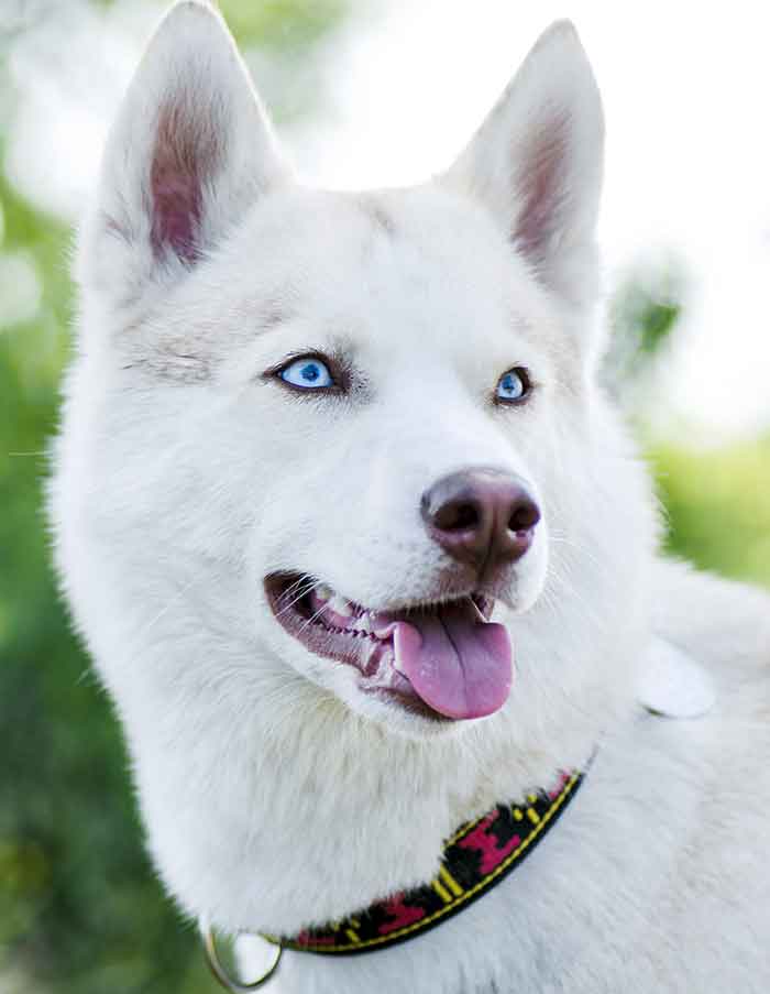 all white husky with blue eyes, wearing a colorful colllar