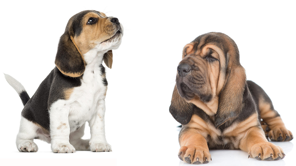 beagle bloodhound mix puppies