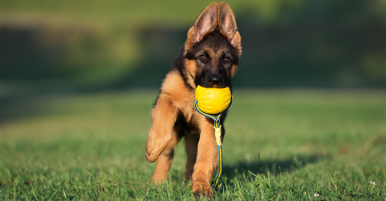 toy german shepherd