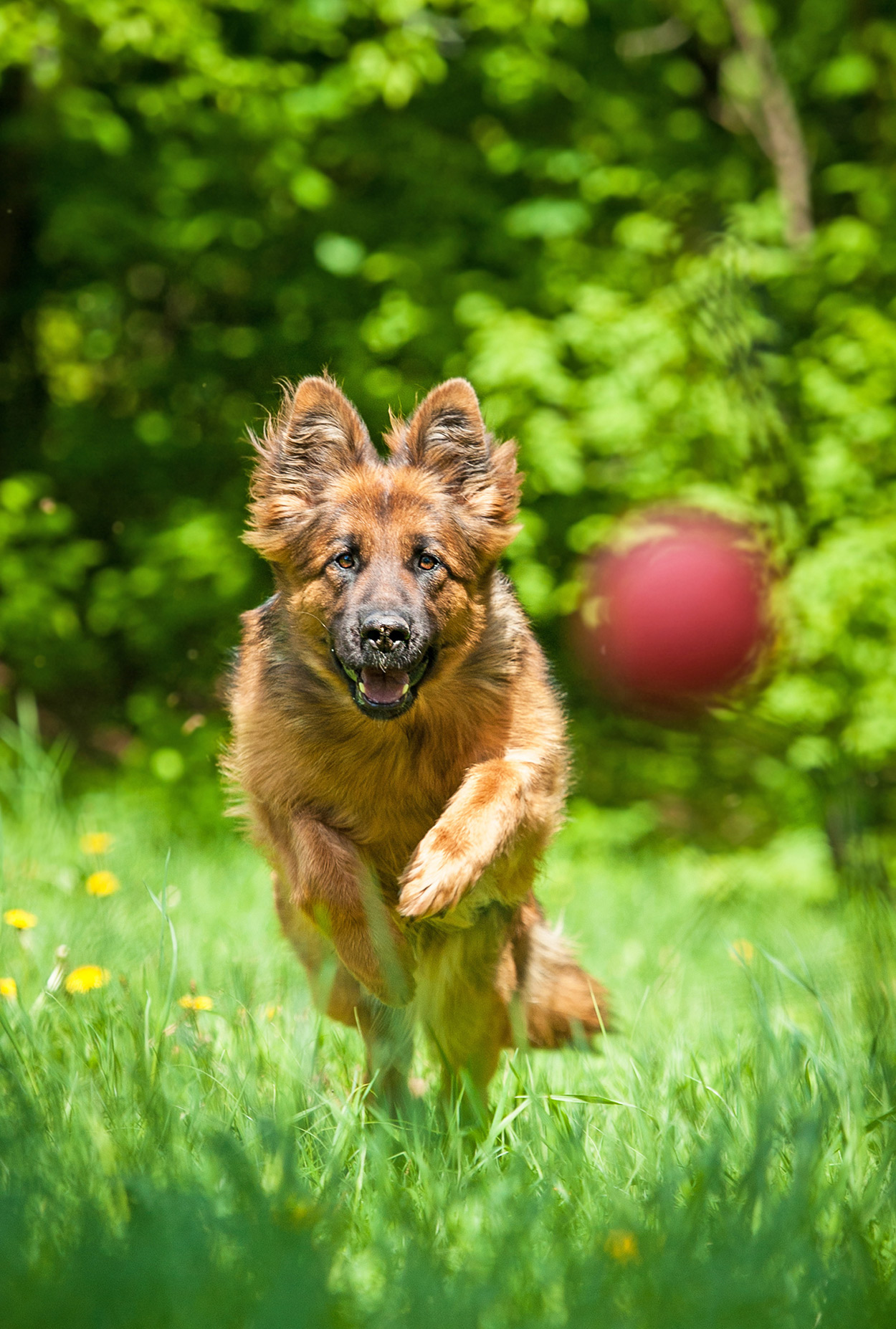 german shepherd toys