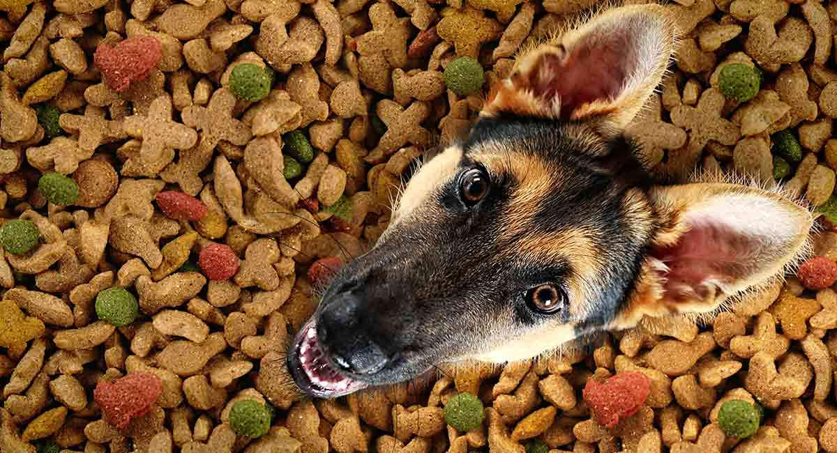 whats the best puppy food