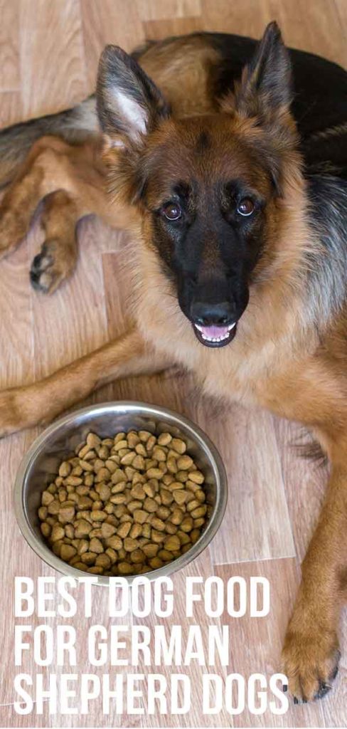 Best Dog Food for German Shepherd Dogs Young and Old
