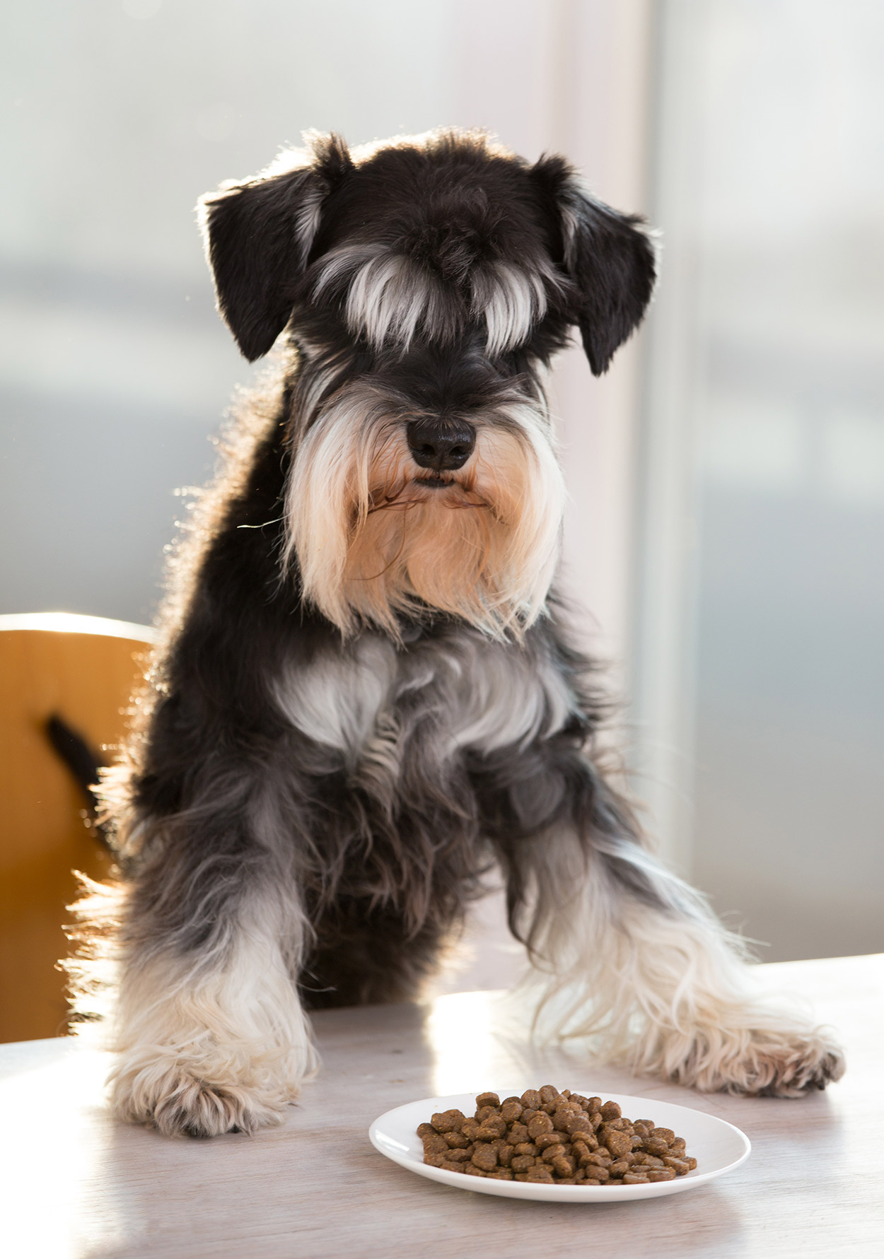 how much should my 6nmintj old schnauzer eat