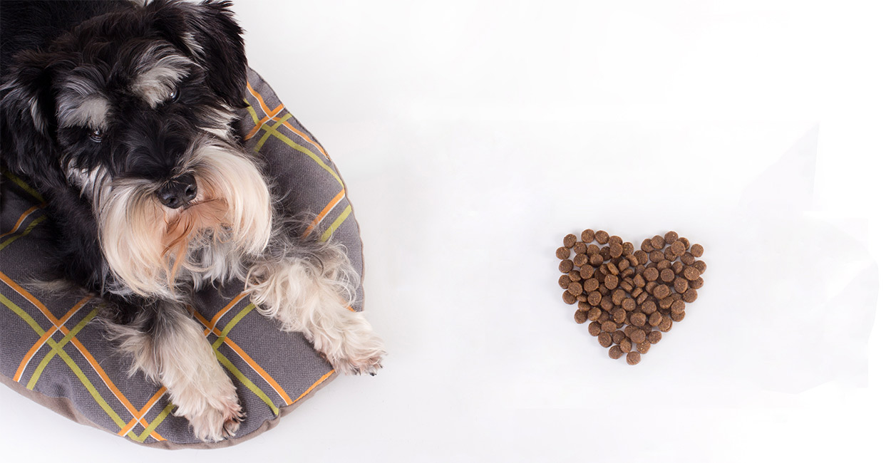 best dog food for miniature schnauzers with allergies