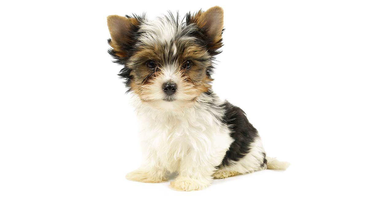 Biewer Terrier - Your Complete Guide To 