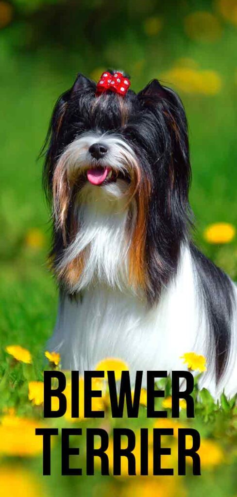 Biewer Terrier Breed Traits, Personality and Care