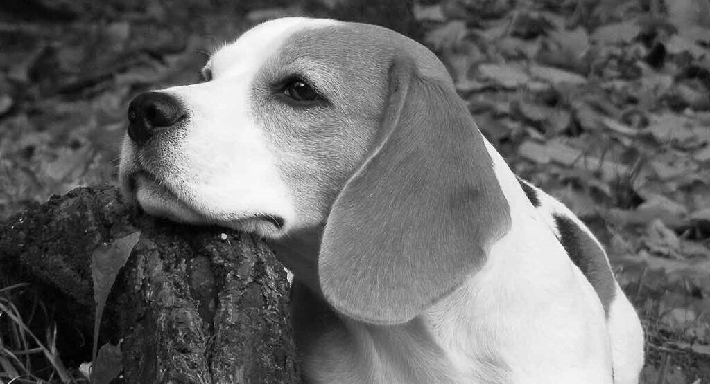 Beagle Archives The Happy Puppy Site