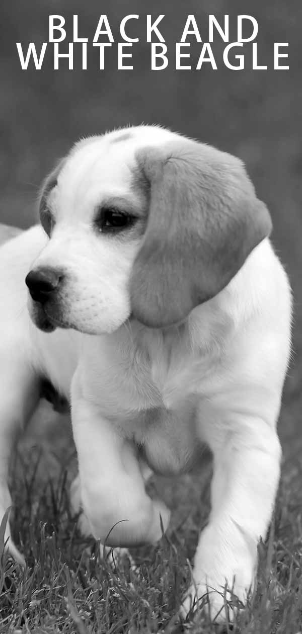Black White Beagle Colors And Patterns