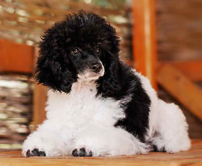black and white toy poodle