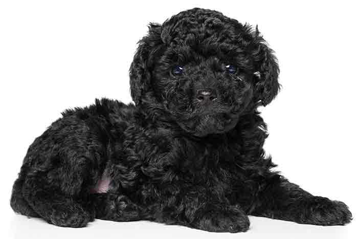 black mini toy poodle