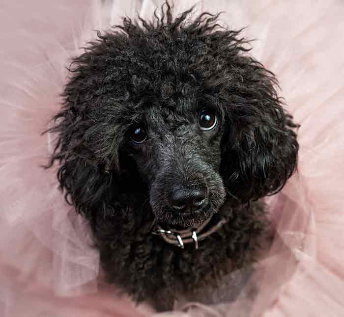 black toy poodle on a pink background