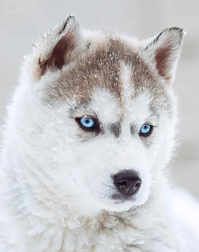 pretty blue eyed husky puppy