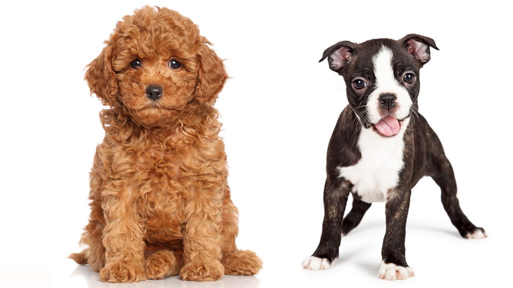 Complete Guide To The Bossi Poo – the Boston Terrier Poodle Mix