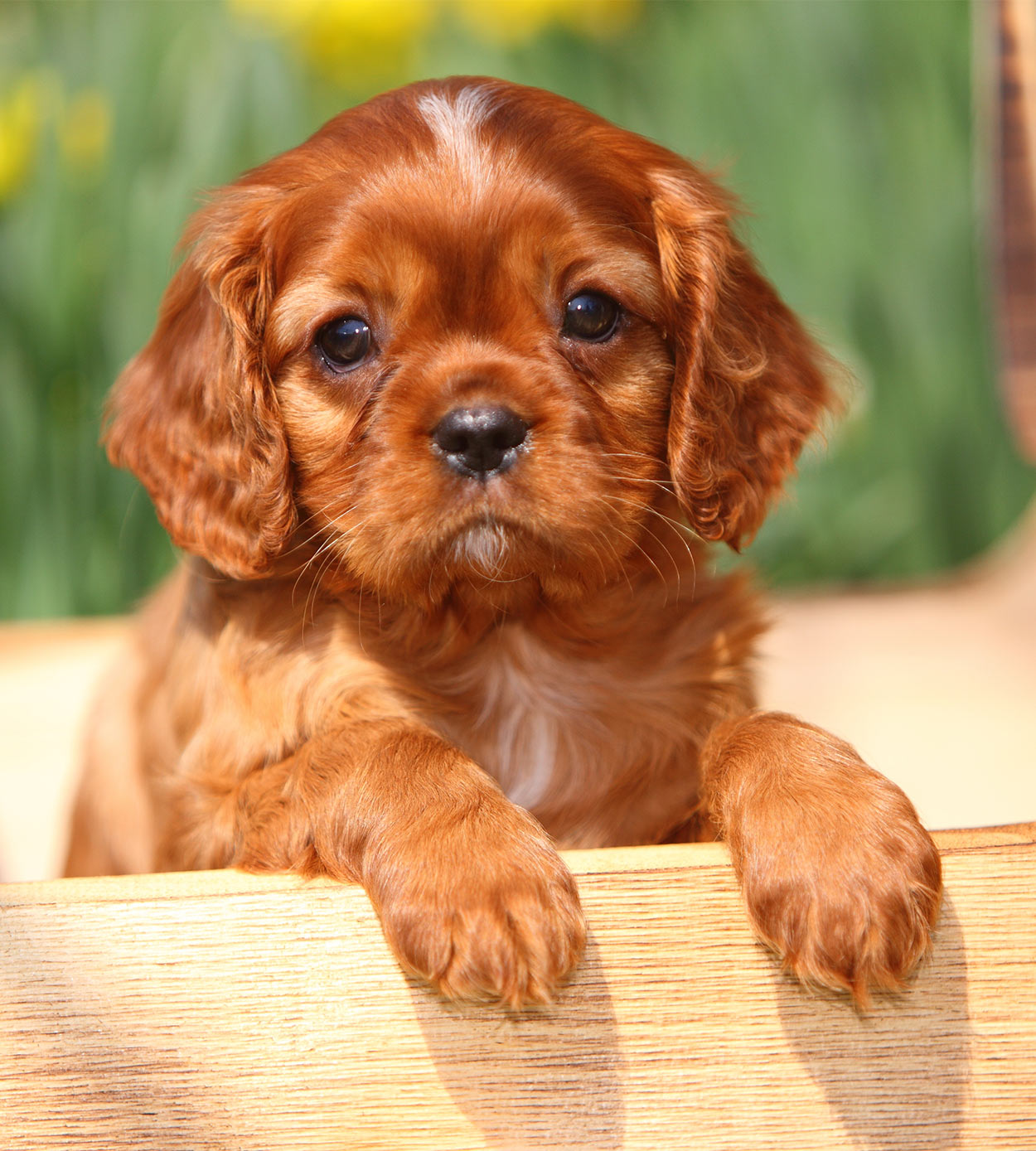 the smallest dog on earth