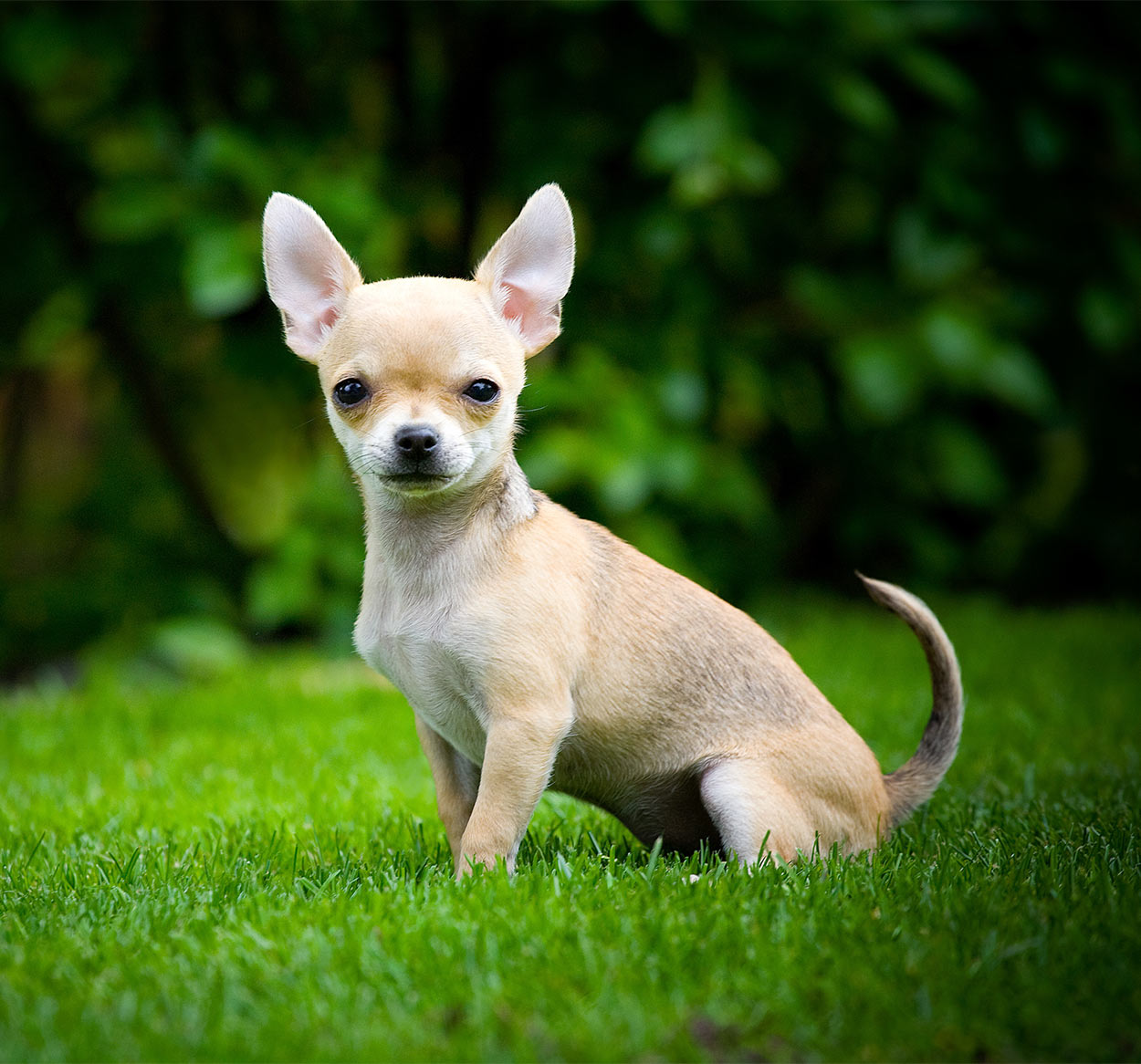 the smallest dog in the world name