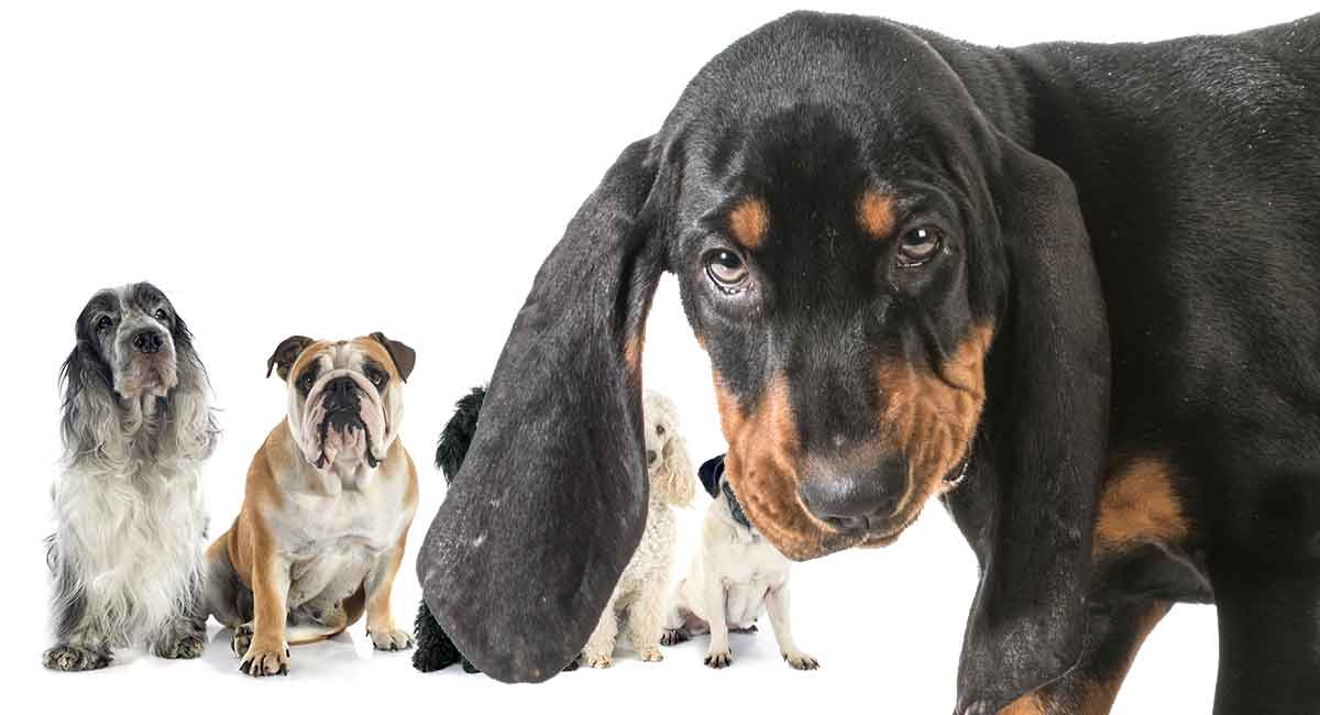 Coonhound Mixes Which One Will Be Your Perfect Puppy