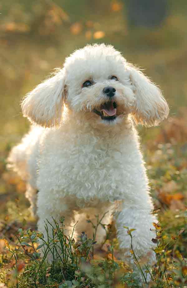 cream toy poodle in woodland