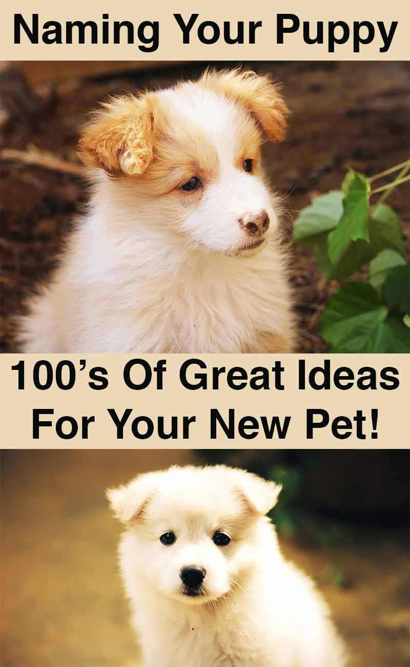 Dog Names: Great Ideas For Naming Your Puppy - The Happy ...