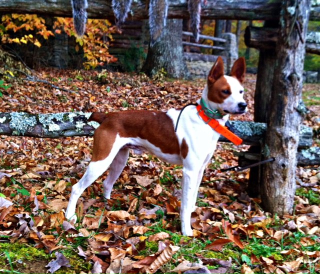 brindle feist dog breed