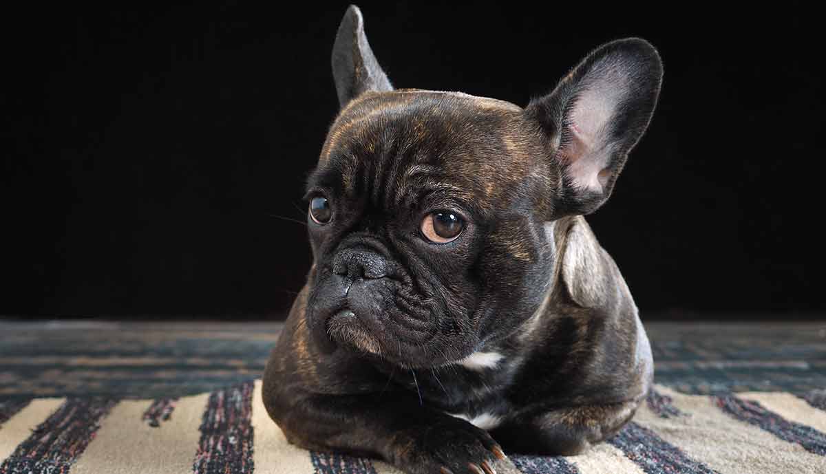 Popular french bulldog store names