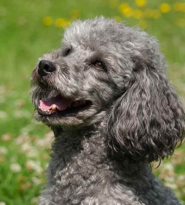 Grey toy clearance poodle