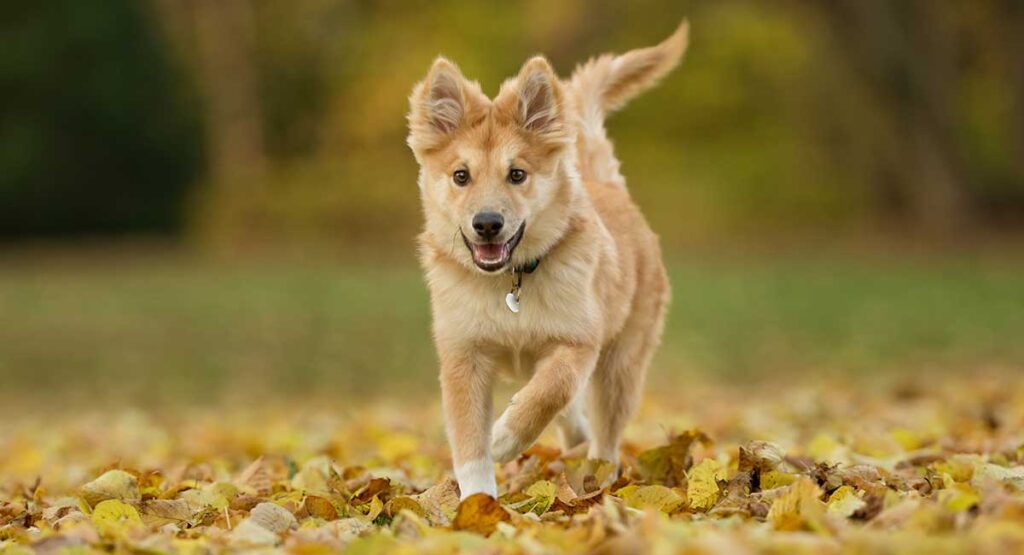 Icelandic Sheepdog The Adorable Little Herding Dog