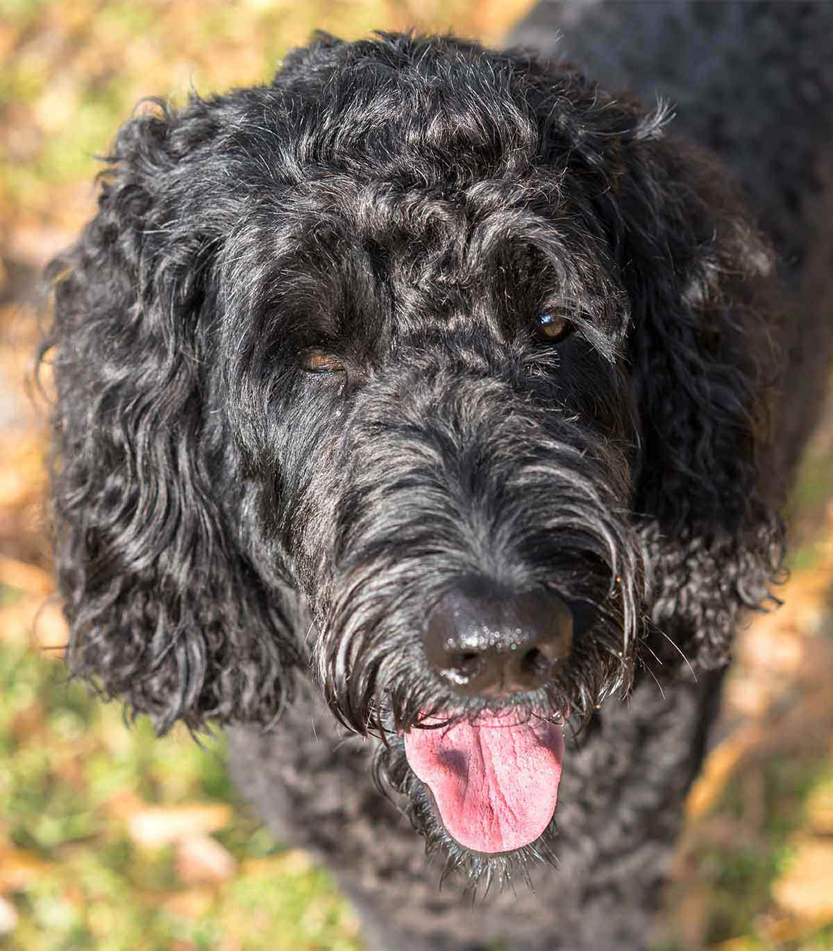 black labradoodle - one of the most popular Poodle mixes