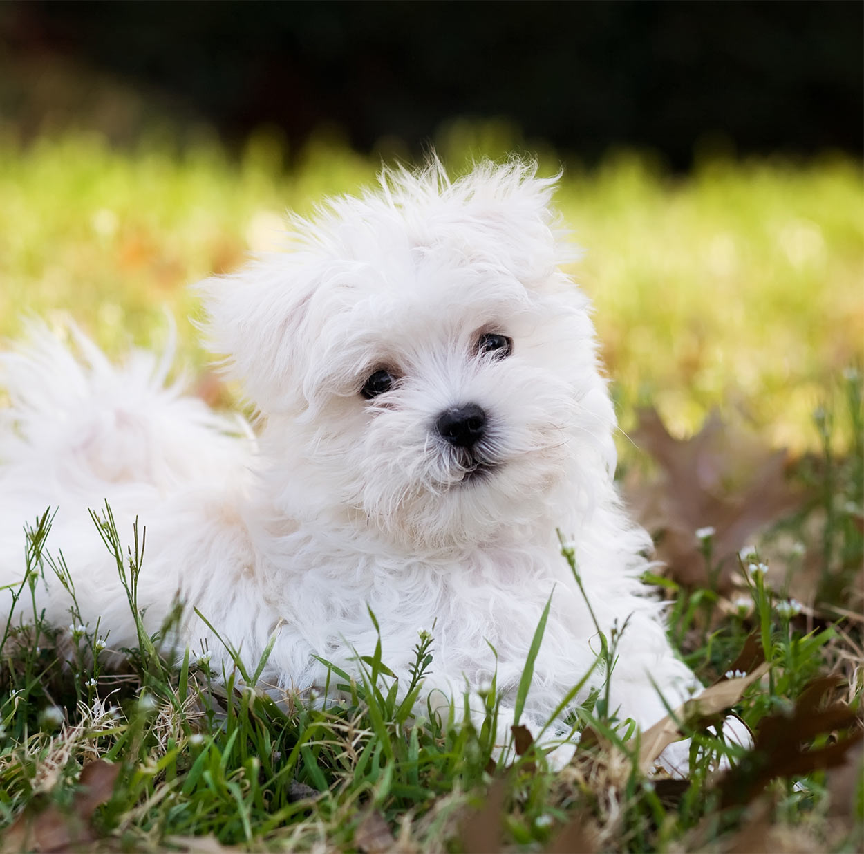 smallest full grown dog in the world