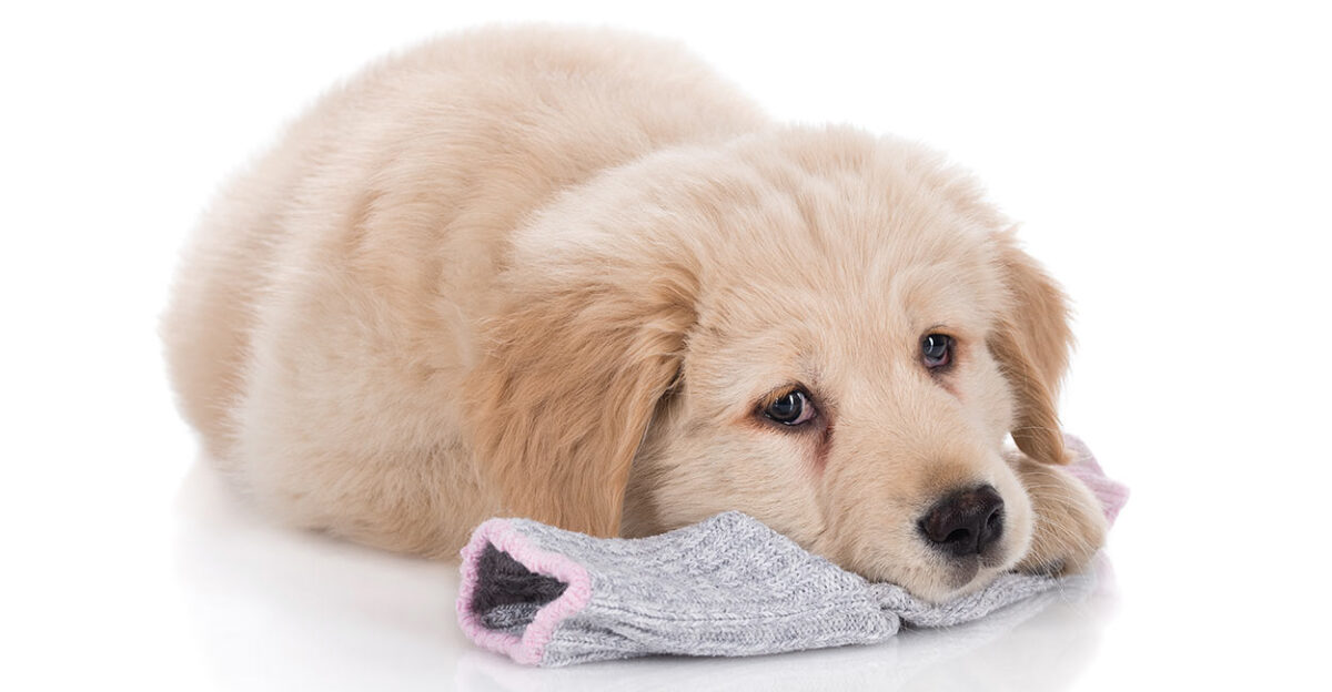 why do puppies eat socks