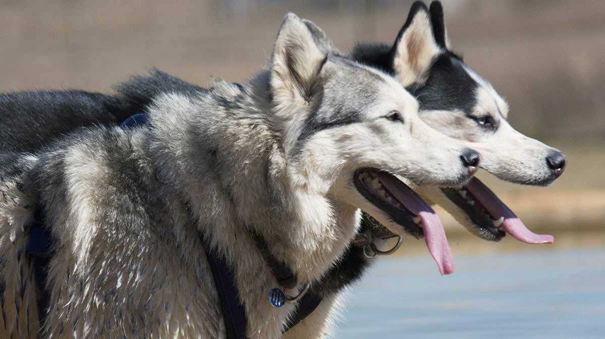 husky names