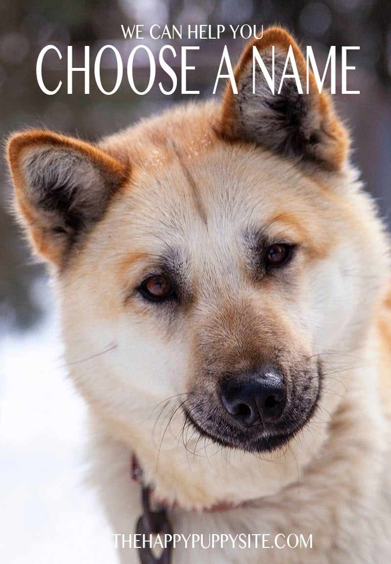 Husky Name Generator