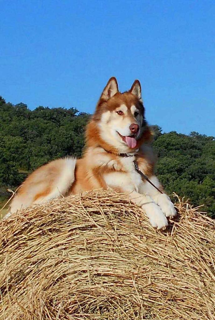 Husky Names Great Name Ideas For Siberian and Alaskan Huskies