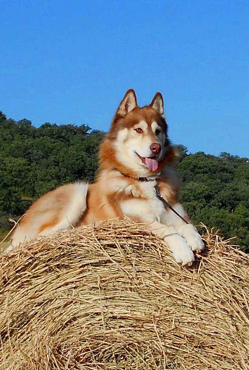 white and gold husky