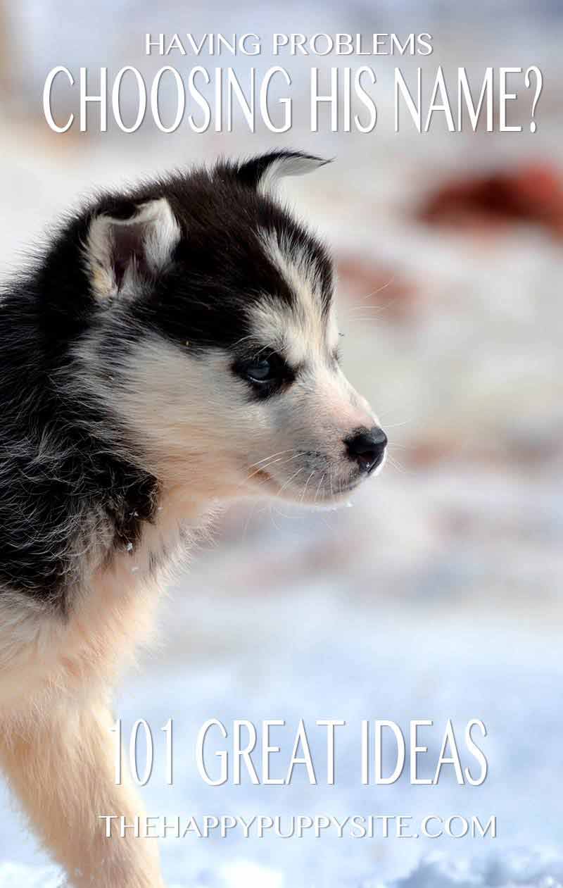 White siberian best sale husky names