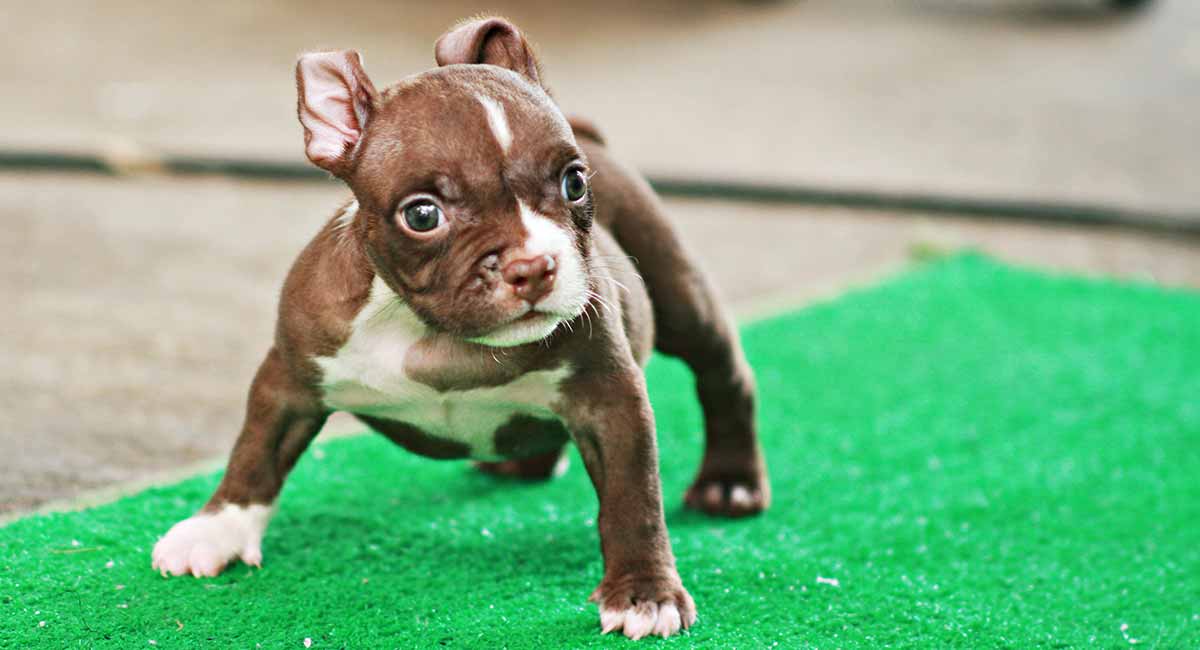 what is the smallest breed of pitbull