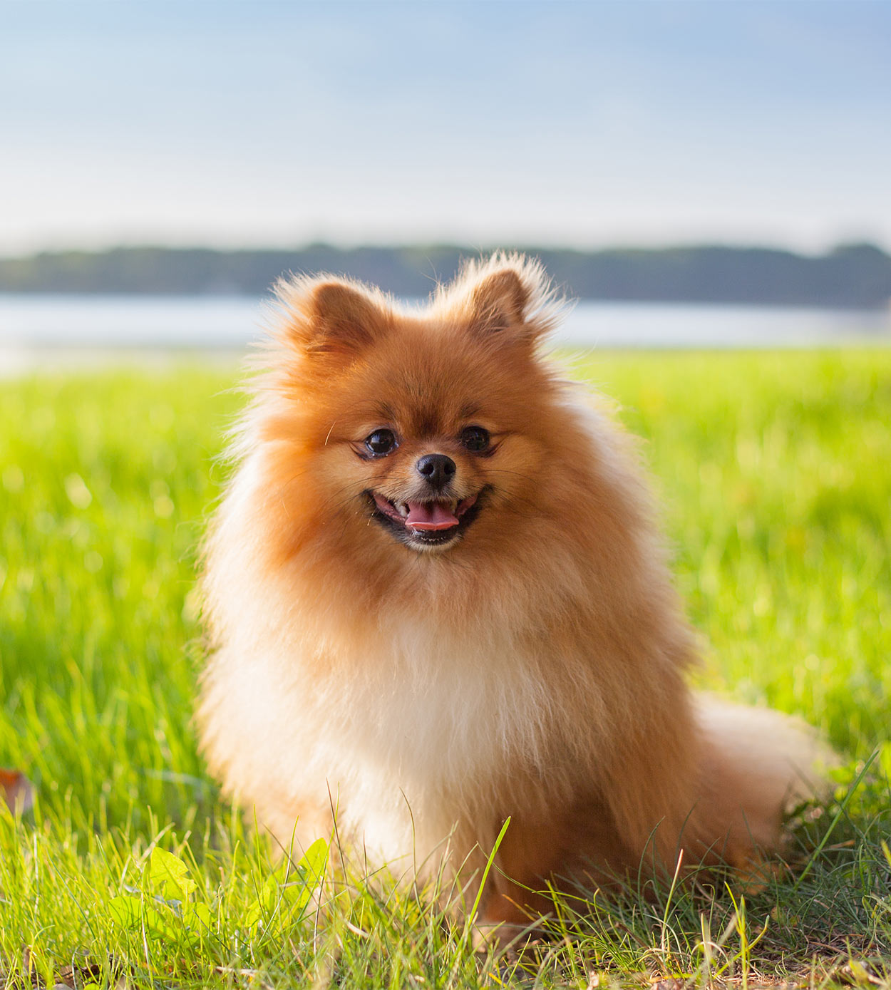 Smallest Dog In The World - Small Breeds and Small Breed Health