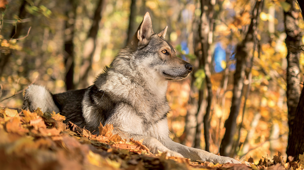 wolfdog personality