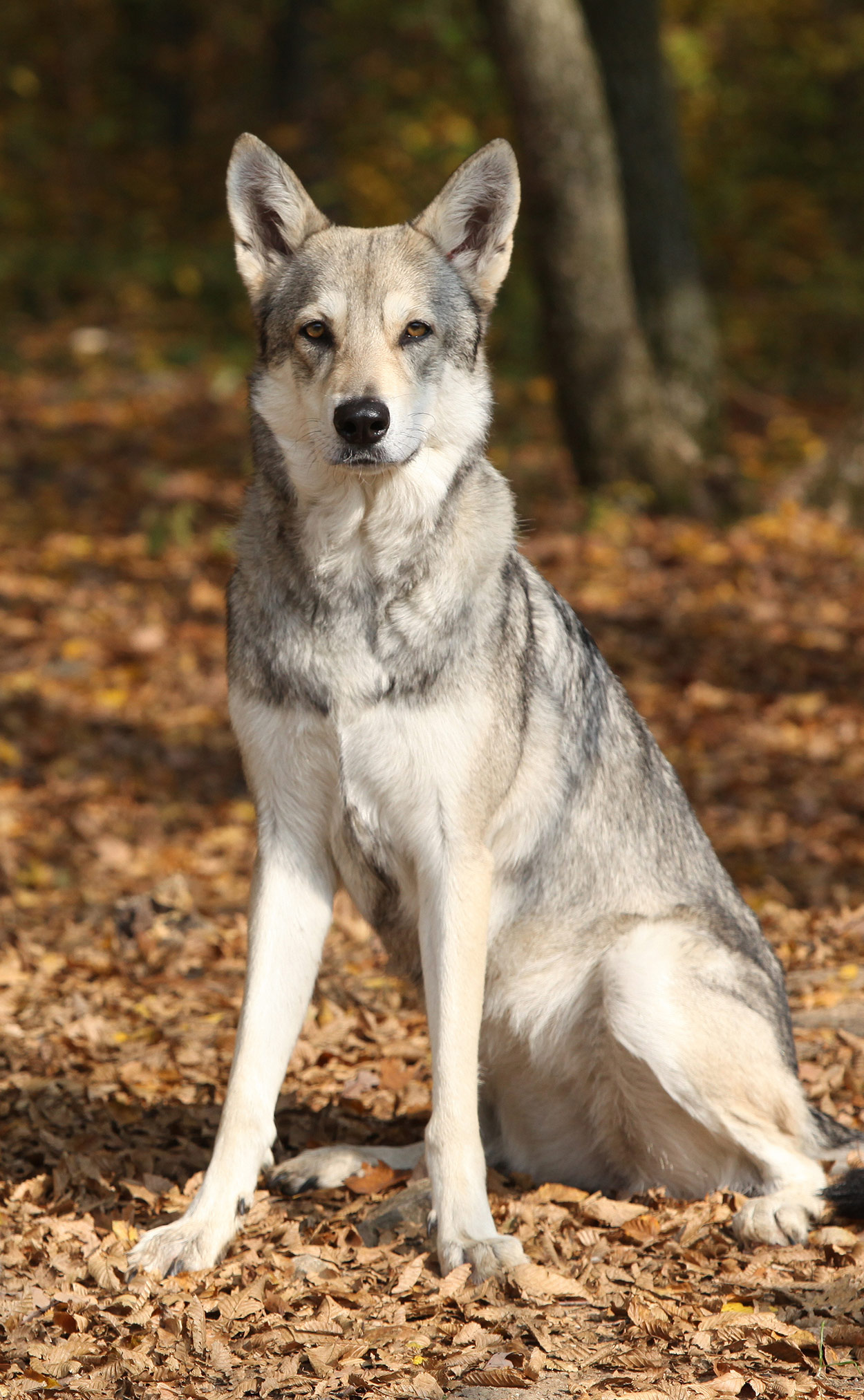 The Saarloos Wolfdog – Welcoming A Wild 