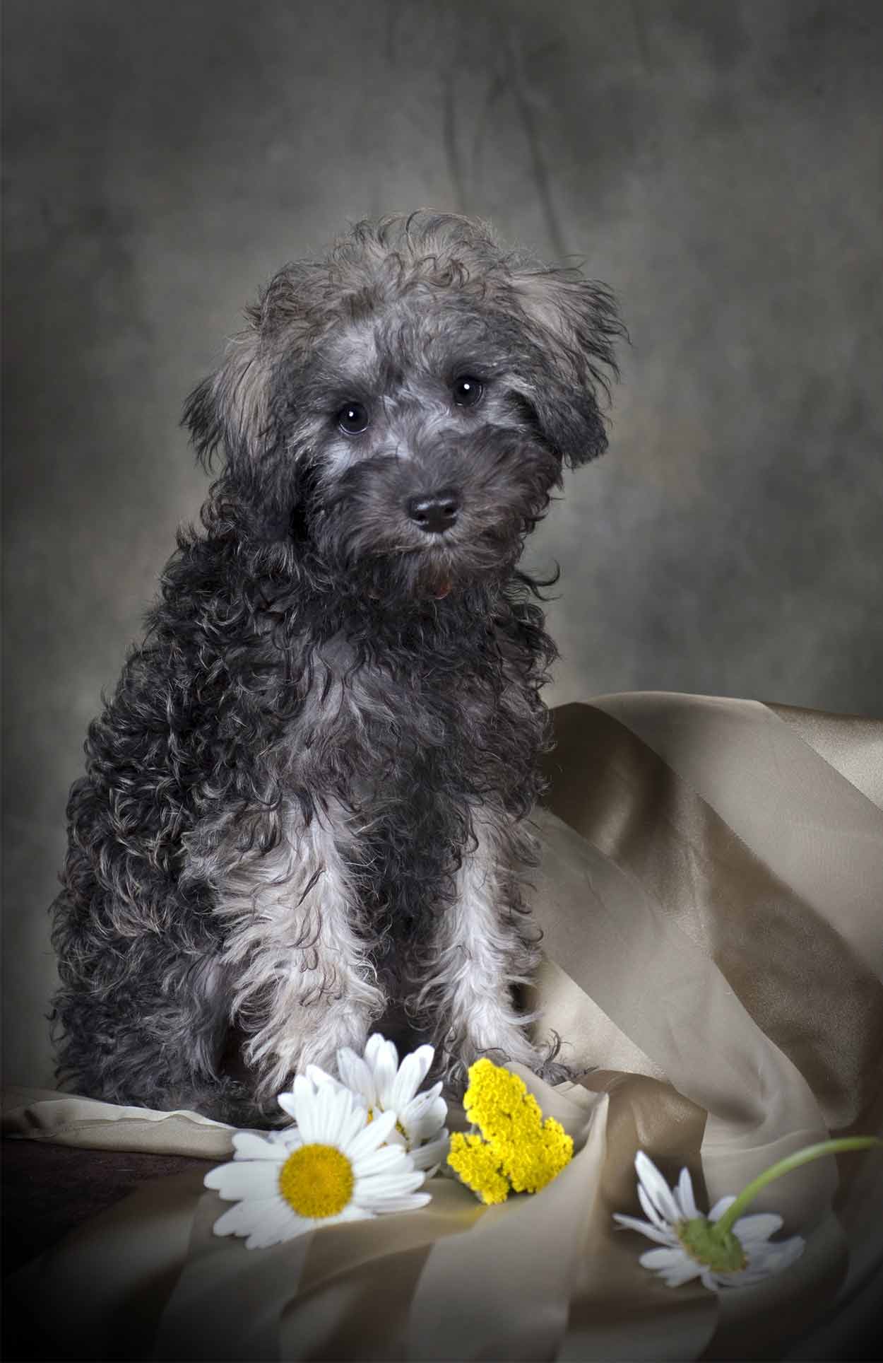 Schnoodle - The Schnauzer Poodle mixes