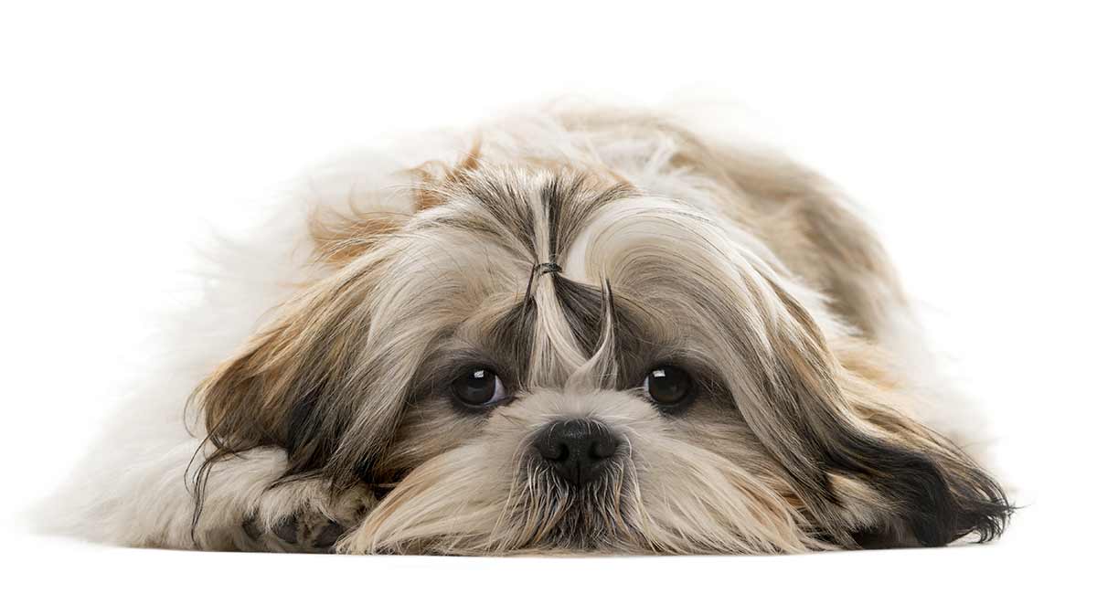 shih tzu dog breed