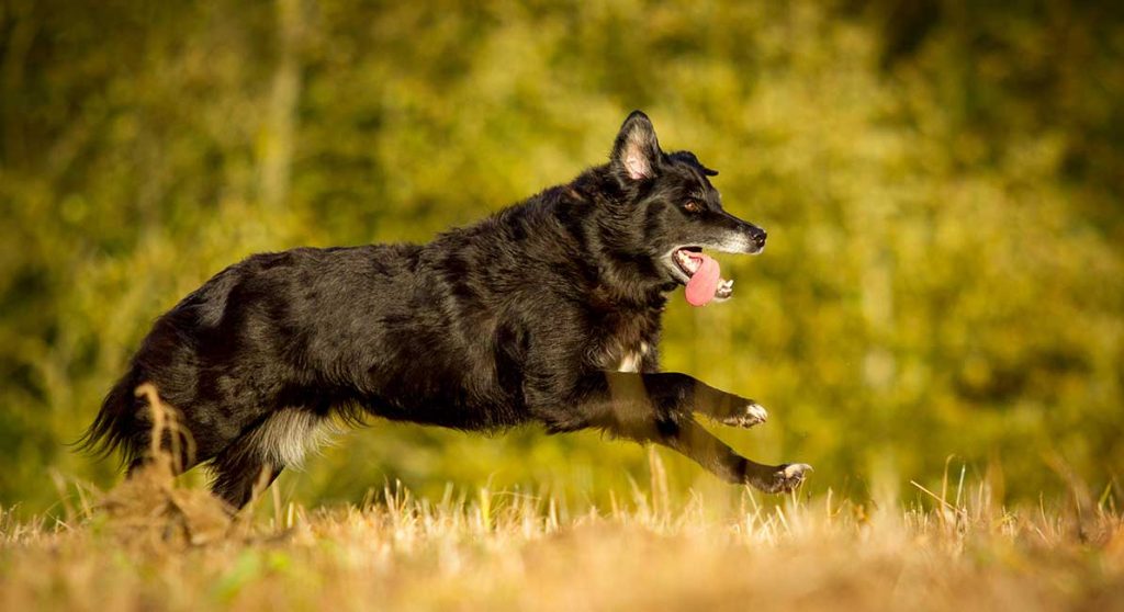 77+ Border Collie German Shepherd Mix Black And White