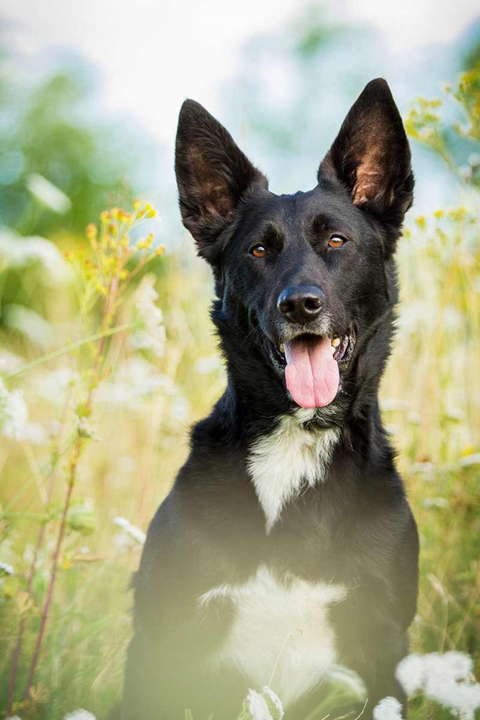 inches collie border the Shepherd â€“ Clever A and Shollie The German Mix of