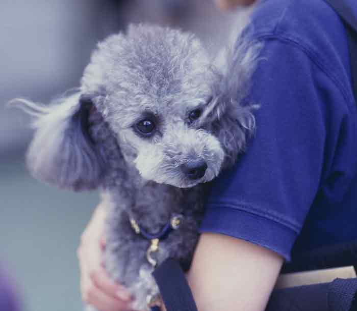 silver toy poodle being carried by someone in a blue t shirt