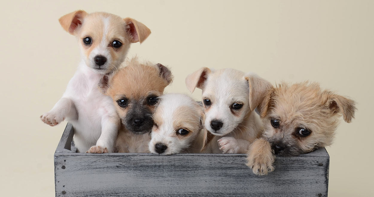 tiniest dog breeds