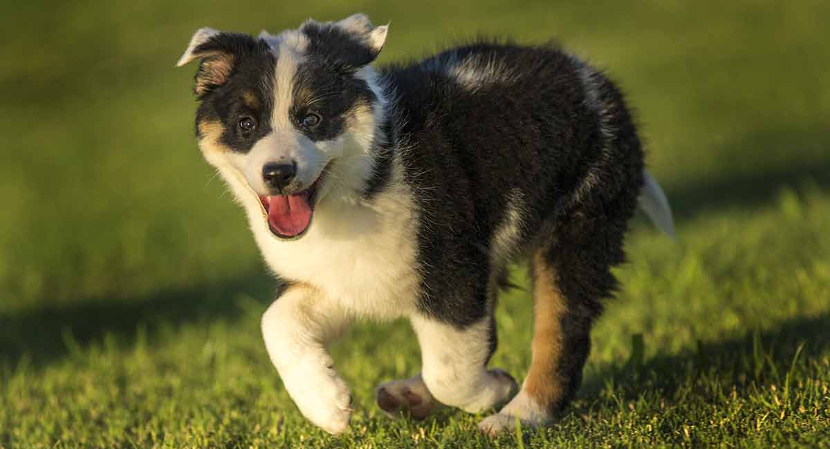 aussie and heeler mix