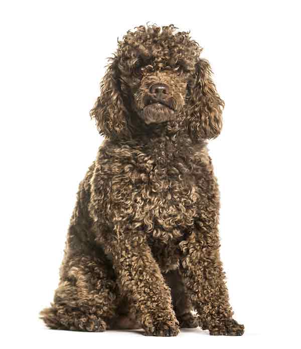 chocolate toy poodle, sitting on a white background