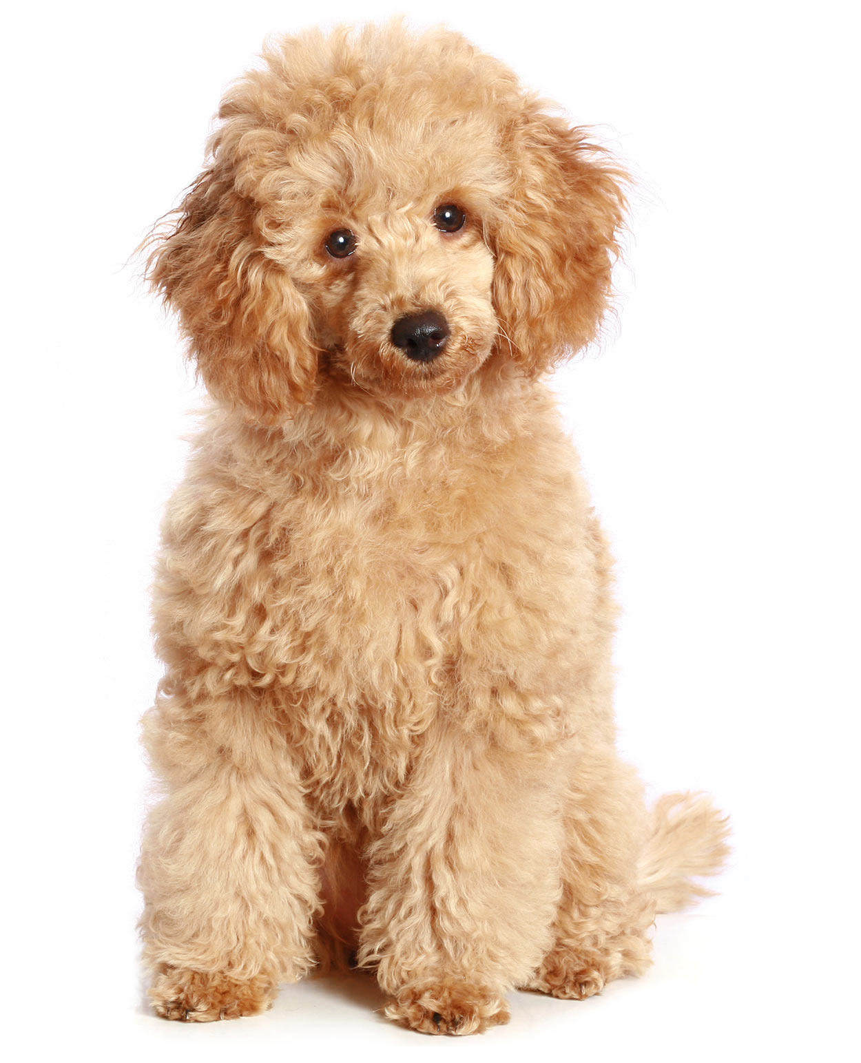 smallest poodle breed