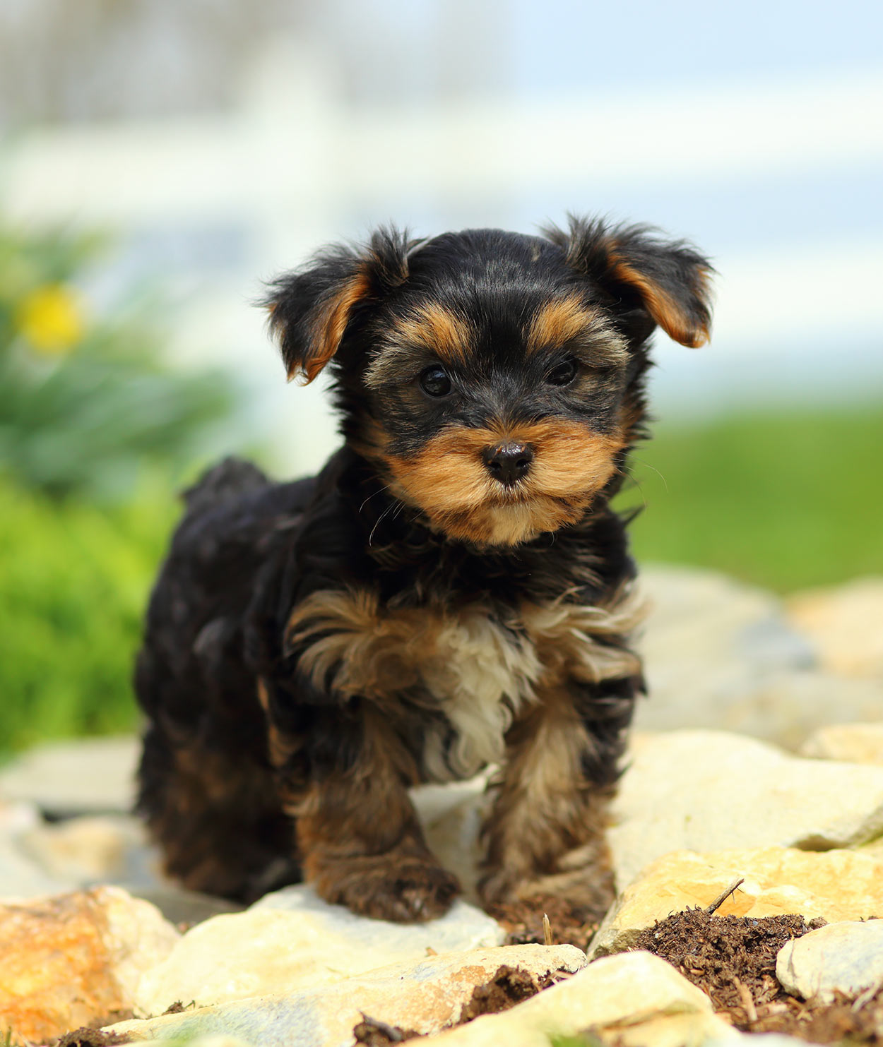 how big is worlds smallest dog