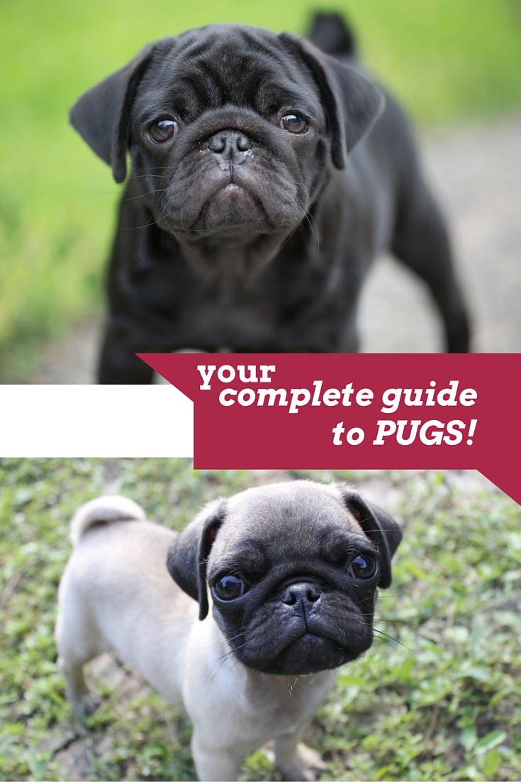 Pug Dog Breed Information Center; A Complete Guide To The Pug