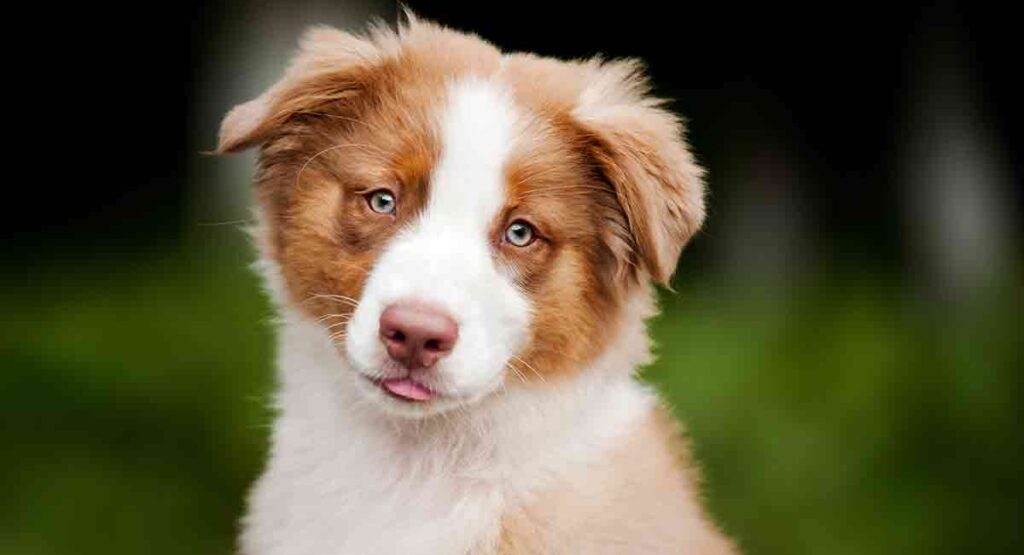 australian shepherd